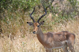 Only the Impala ram carries the long, graceful, lyrate horns