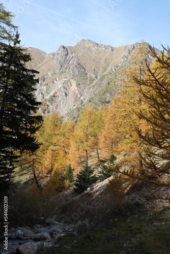 Obraz na płótnie Mélèzes Isola 2000 en automne w salonie