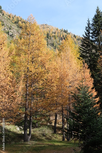 Obraz na płótnie Mélèzes Isola 2000 en automne w salonie