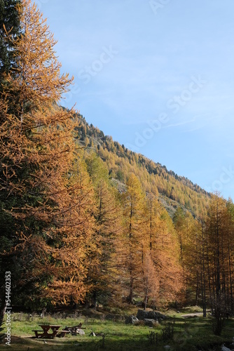 Obraz na płótnie Mélèzes Isola 2000 en automne w salonie