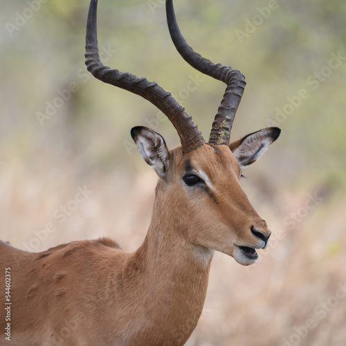 Only the Impala ram carries the long, graceful, lyrate horns