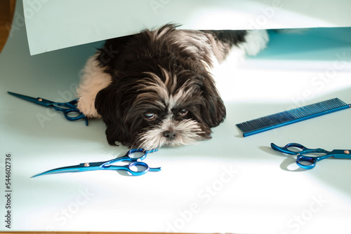 The dog is being groomed in a pet grooming salon. Close-up of a dog. Dog trimmed with scissors. Blue background. groomer concept. shih tzu