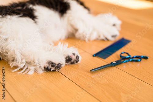 Trimmed dog paws. Close-up. Dog trimmed with scissors. groomer concept. shih tzu photo