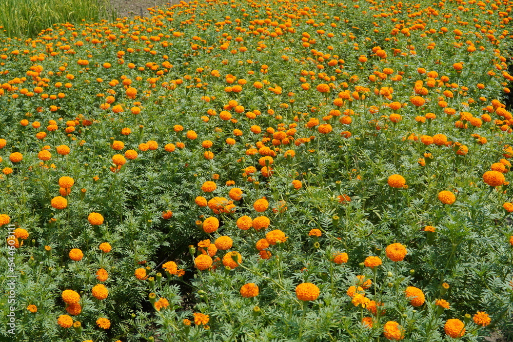 Marigold flowers, Beautiful orange colour marigold flowers in the field.