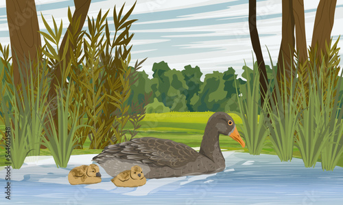 A Greylag goose teaches goslings to swim in a lake near the shore. Summer outside the city. domestic and farm birds. Realistic vector landscape