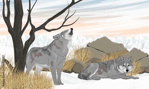 Pair of gray wolves in winter. The wolf howls with its head up. Winter realistic vector landscape