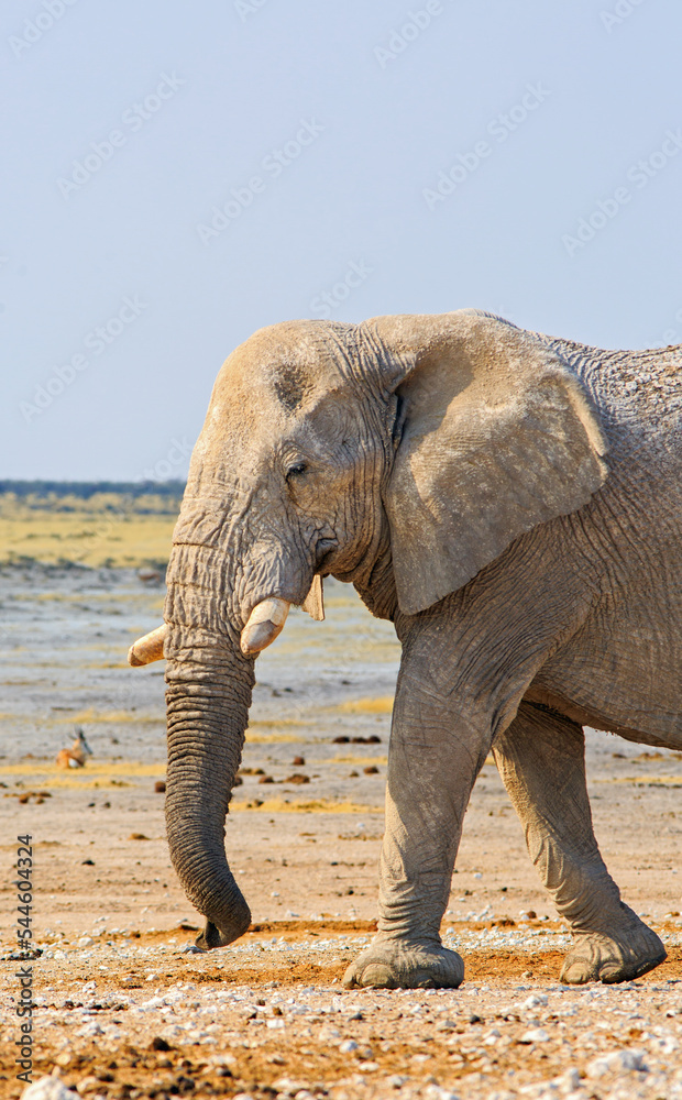 Fototapeta premium Portrait view of an African Elephant walking along the dry dusty Etosha Plains, Namibia. He is caked in dry mud to try and keep cool.