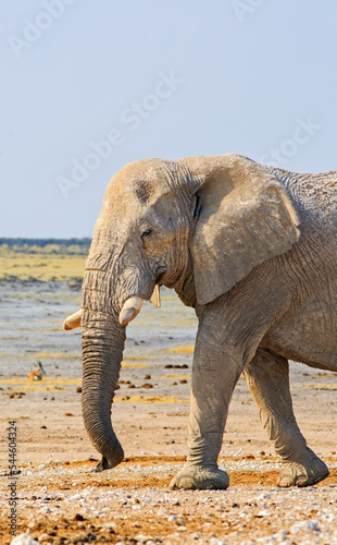 Portrait view of an African Elephant walking along the dry dusty Etosha Plains, Namibia. He is caked in dry mud to try and keep cool.