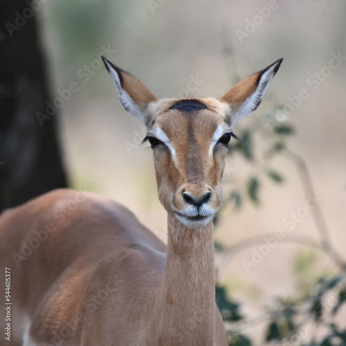Portrait of Impala ewe with diagnostic long, black-tipped ears