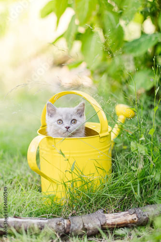 Katzenkinder im Garten in Gießkanne