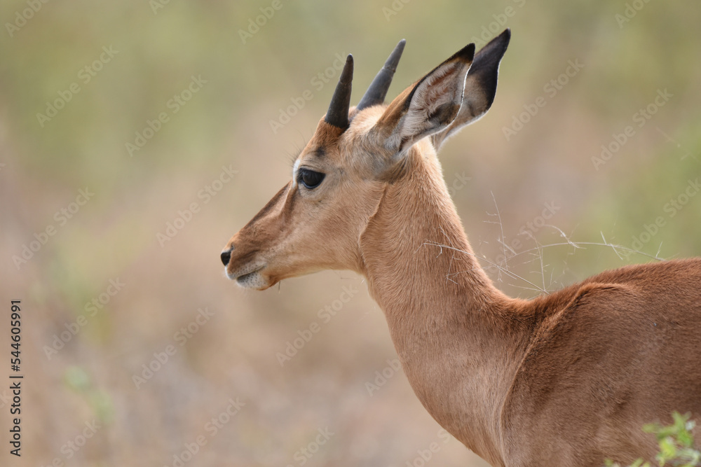 Young Impala ram on the plains in Kruger National Park