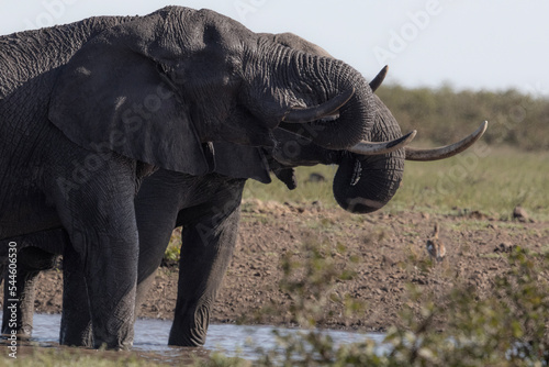 Elephants at waterhole in Kruger Park