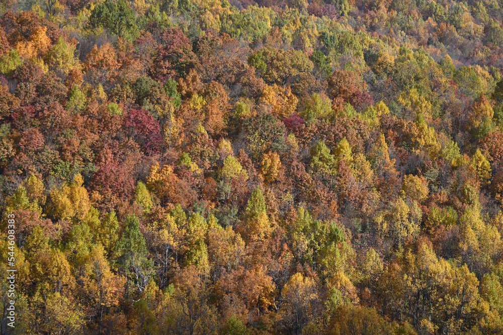 Autumn woodland Shenandoah Valley West Virginia