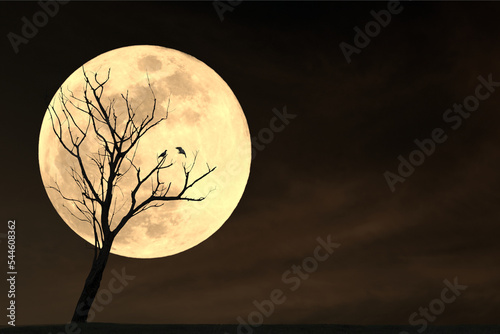 An image of a dry tree with birds perched at dusk with the full moon in the background. © Warawut