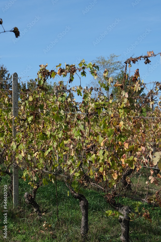 Vignes en Italie