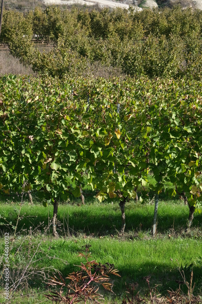 Vignes en Italie