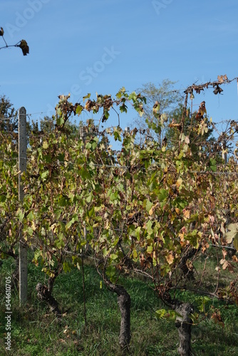 Vignes en Italie