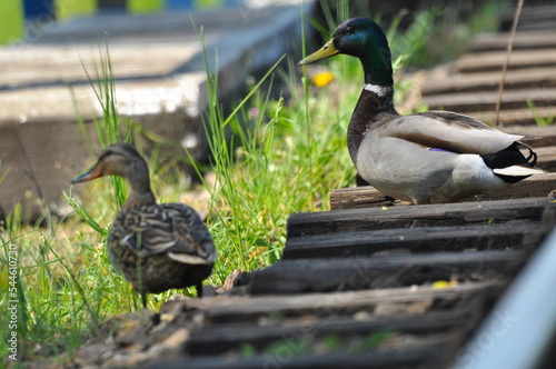 Mallard Duck. A pair of birds, male and female, sitting on the railroad tracks between the rails. On the river, near the bridge and the river.