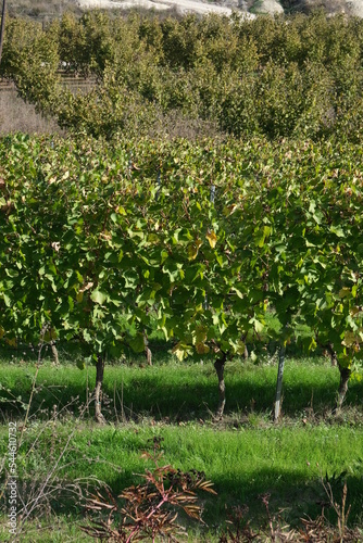 Obraz na płótnie Vignes en Italie w salonie