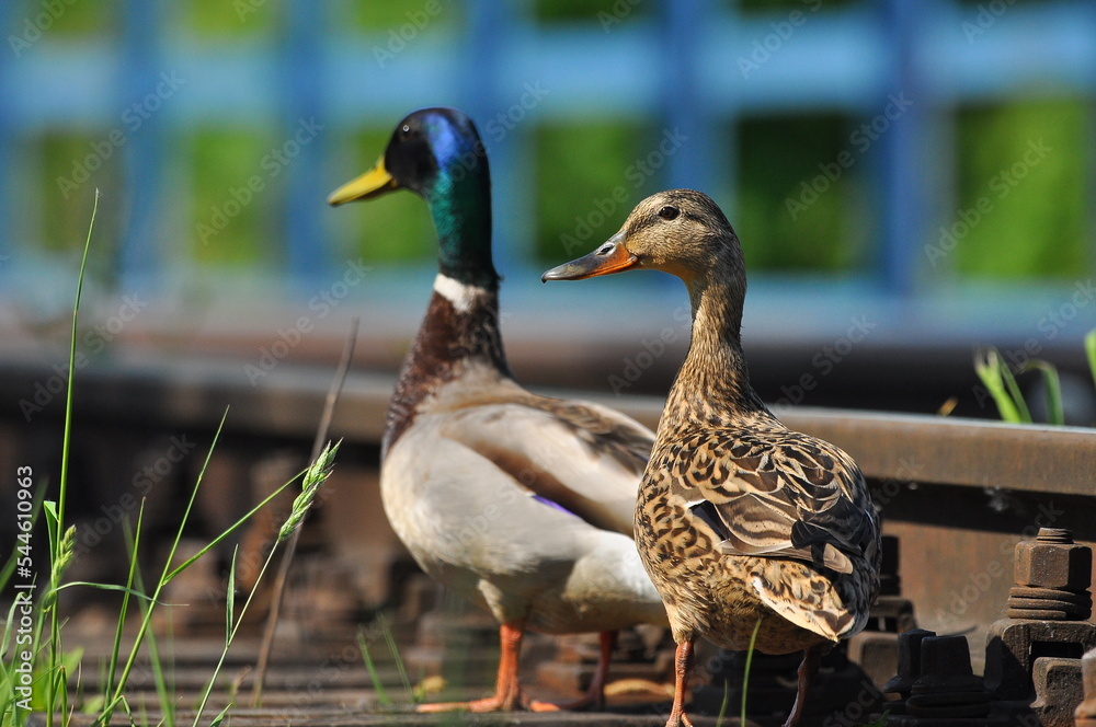 Fototapeta premium Mallard Duck. A pair of birds, male and female, sitting on the railroad tracks between the rails. On the river, near the bridge and the river.