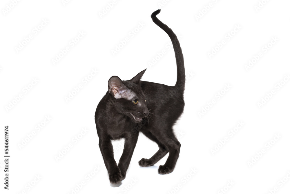 Black oriental cat