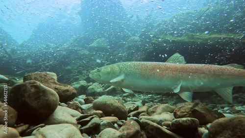 Freshwater fish Huchen (Hucho hucho) in the beautiful clean river. Underwater footage with excellent background and natural light. Wildlife animal. Swimming predator Danube salmon in the river habitat photo