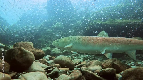 Freshwater fish Huchen (Hucho hucho) in the beautiful clean river. Underwater footage with excellent background and natural light. Wildlife animal. Swimming predator Danube salmon in the river habitat