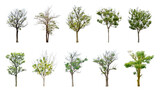 Collection Trees without leaves. (autumn)Black trunk and branches.  total 10 trees. (png) The Ratchaphruek tree is blooming bright yellow.