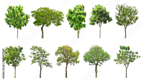 Collection Trees and bonsai green leaves and some with yellow flowers.  total 10 trees.  png 