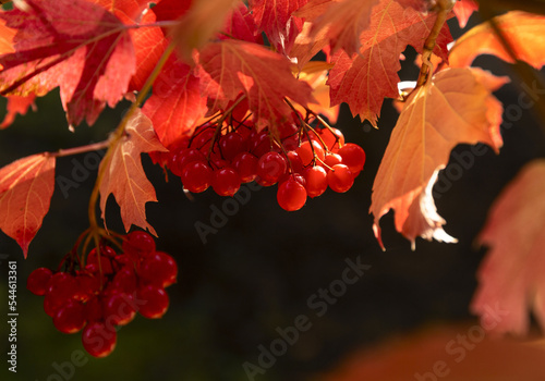 Branch with red berries viburnum on autumn background