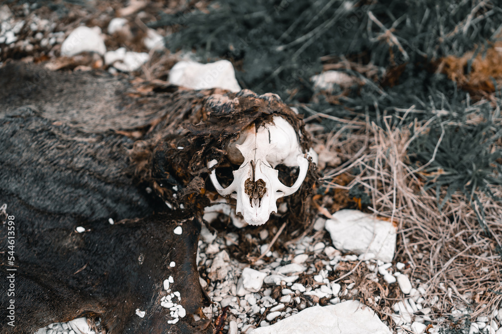 remains of the body and head of a dead seal among the stones on the beach, kaikoura, new zealand remains of the body and head of a dead seal among the stones on the beach, kaikoura, new zealand