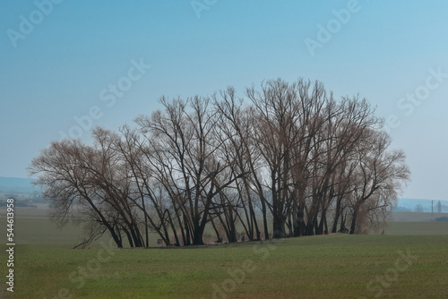 tree in the field