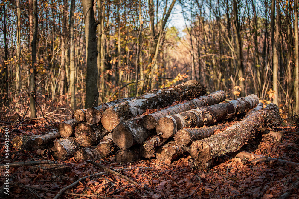 pile of logs in the autumn forest pile of logs in the autumn forest