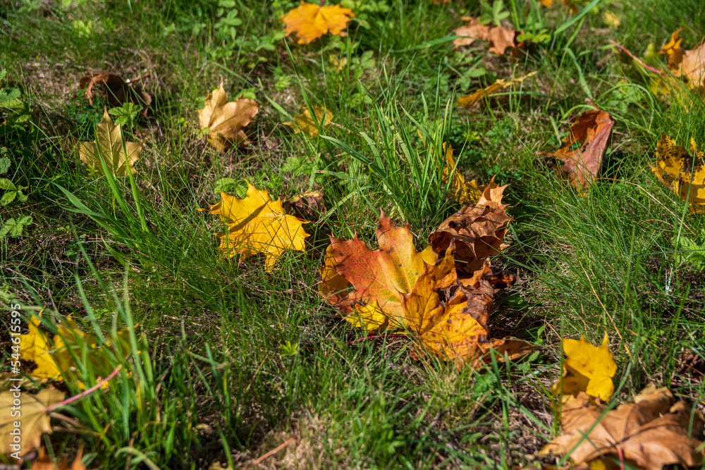 yellow autumn leaves on grass yellow autumn leaves on grass