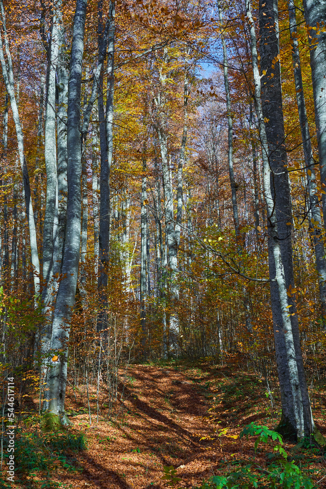 Autumnal forest landscape