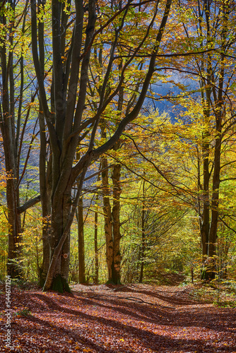 Autumnal forest landscape