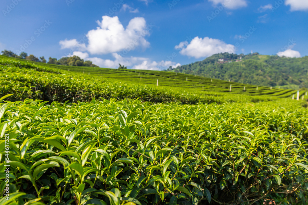 Landscape view of tea plantation at Doi Mae Salong Chiang Rai, Thailand is Top tourist destinations and Landmark of Chiang Rai