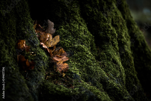 Detail of moss growing on tree trunk with dark green colors