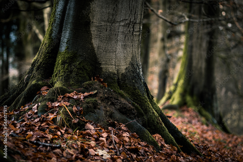 Detail of majestic old tree trunk covered by moss and fallen autumn leaves Detail of majestic old tree trunk covered by moss and fallen autumn leaves