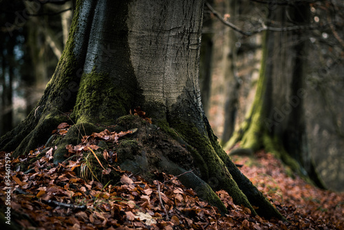 Detail of majestic old tree trunk covered by moss and fallen autumn leaves