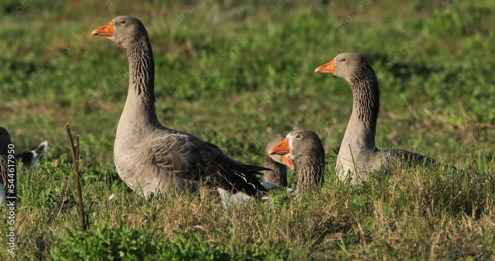 Flock of domestic geese in the french countryside. Flock of domestic geese in the french countryside.