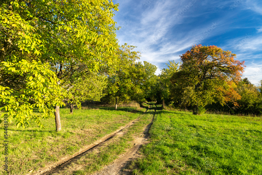 Naklejka premium Herbstliche Streuobstwiese mit Weg