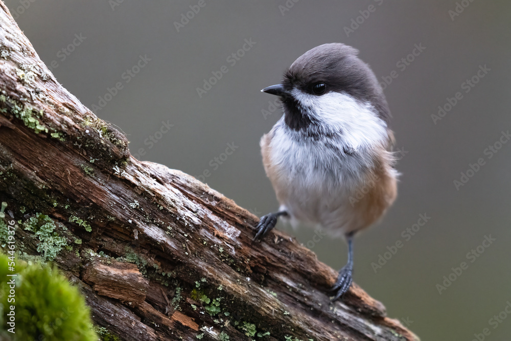 Obraz premium Siberian tit