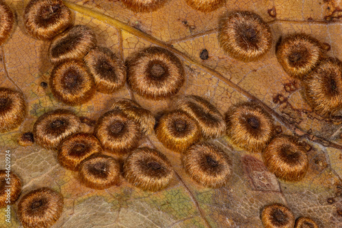 Macro of galls, wasp, infestation oak leaves, Neuroterus numismalis photo