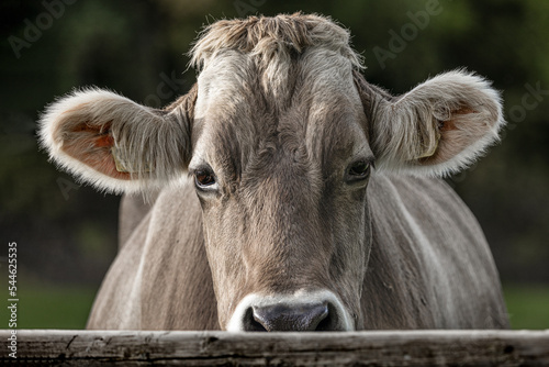 Closeup of cow looking over fence directly into camera  swiss brown