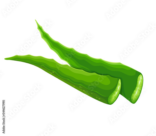 Aloe vera leaves vector illustration. Cartoon isolated two green leaves cut from tropical succulent plant for juice, beauty gel, moisturizer or serum, natural cosmetics products of aging treatment