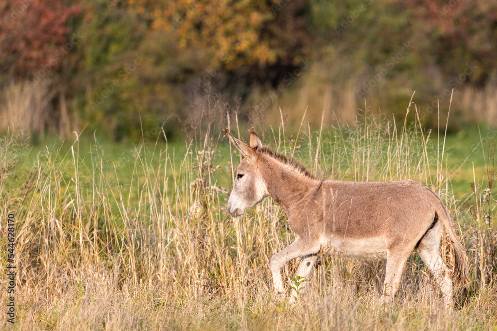 A little grey donkey walking in a field,  Equus asinus