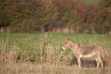 A little grey donkey standing in a field,  Equus asinus