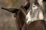 Best friends, donkey rests his head on its mates back, Equus asinus