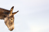 Portrait of  a donkey, side-view,against light background, Equus asinus